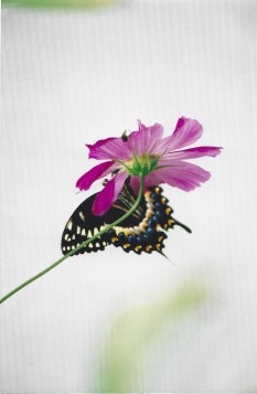 Blue-Butterfly-photo