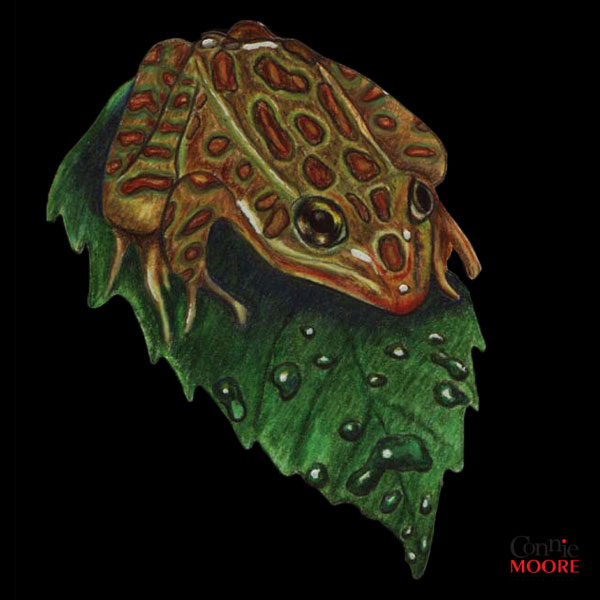 frog-in-colored-pencil-connie-moore.com